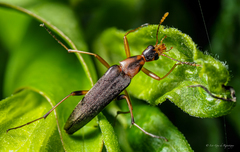 Cephaloon lepturides