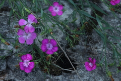 Dianthus caucaseus