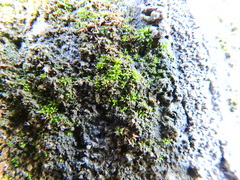Tortula muralis