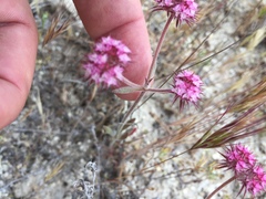 Chorizanthe douglasii