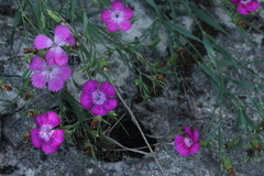 Dianthus caucaseus