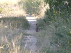 Nothoprocta cinerascens