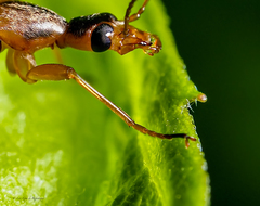 Cephaloon lepturides