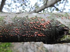 Nectria cinnabarina