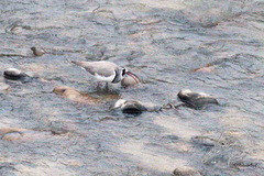 Ibidorhyncha struthersii