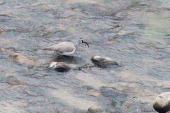 Ibidorhyncha struthersii