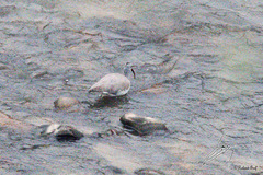 Ibidorhyncha struthersii