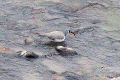 Ibidorhyncha struthersii