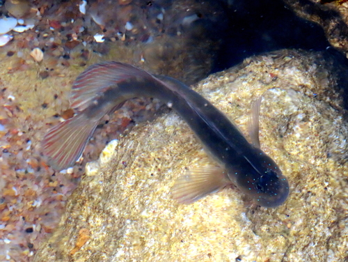 Beautiful rockskipper (Istiblennius bellus) — Blenniidae — 5