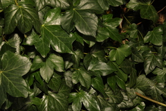 Hedera helix