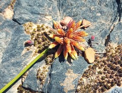 Afroscirpoides dioeca