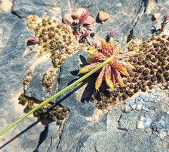 Afroscirpoides dioeca