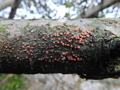 Nectria cinnabarina