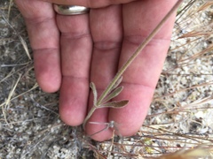 Chorizanthe douglasii