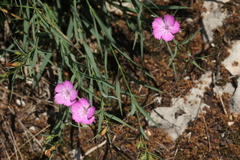 Dianthus caucaseus