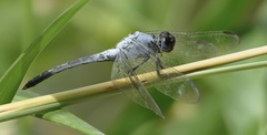 Nesciothemis pujoli