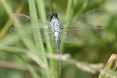 Nesciothemis pujoli
