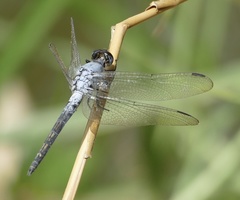 Nesciothemis pujoli