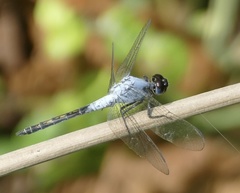 Nesciothemis pujoli