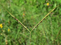 Diheteropogon amplectens