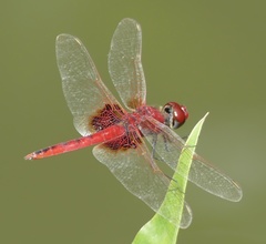 Urothemis assignata