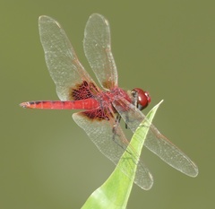 Urothemis assignata