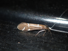 Athripsodes albifrons