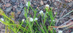 Selago ramosissima