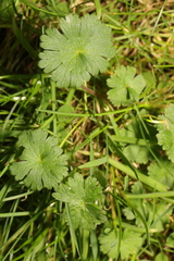 Geranium molle