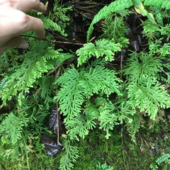 Selaginella involvens