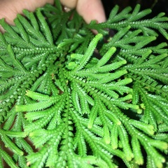 Selaginella involvens