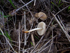 Mycetinis copelandii