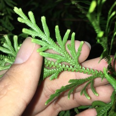 Selaginella involvens