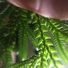 Selaginella involvens