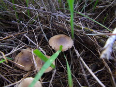 Mycetinis copelandii