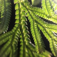 Selaginella involvens