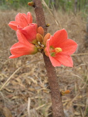 Brachychiton megaphyllus