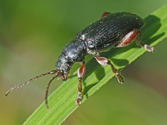 Plateumaris consimilis