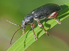 Plateumaris consimilis