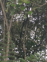 Dryocopus lineatus