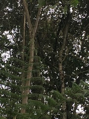 Dryocopus lineatus