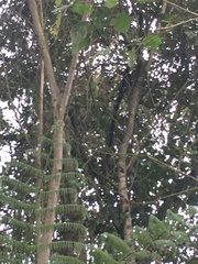 Dryocopus lineatus