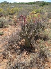 Tylecodon paniculatus