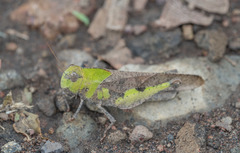 Humbe tenuicornis