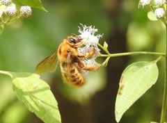 Xylocopa tranquebarica