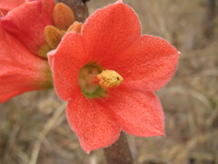 Brachychiton megaphyllus