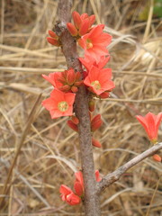 Brachychiton megaphyllus