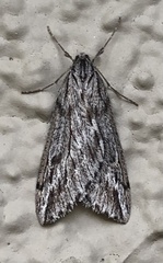 Paleacrita longiciliata