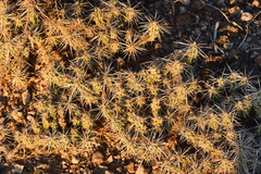Grusonia aggeria