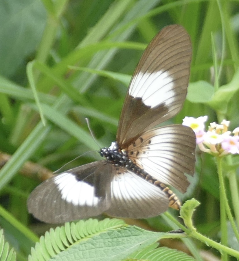 Acraea alcinoe